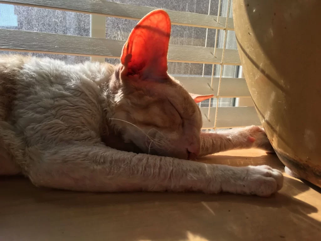 Cat sleeping next the window while the sun sets upon it.