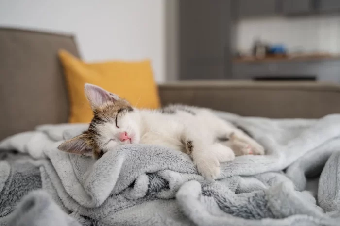 Gato duerme mucho en el sillón de sus dueños.