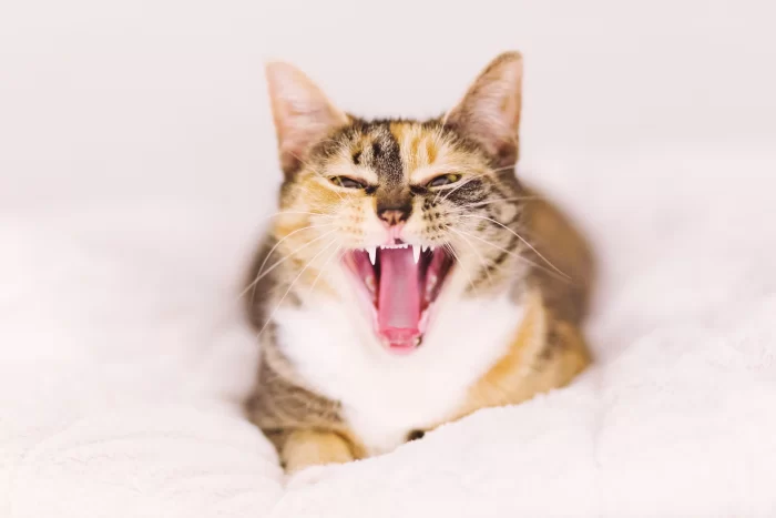 Retrato de minino haciendo sonidos de gato.