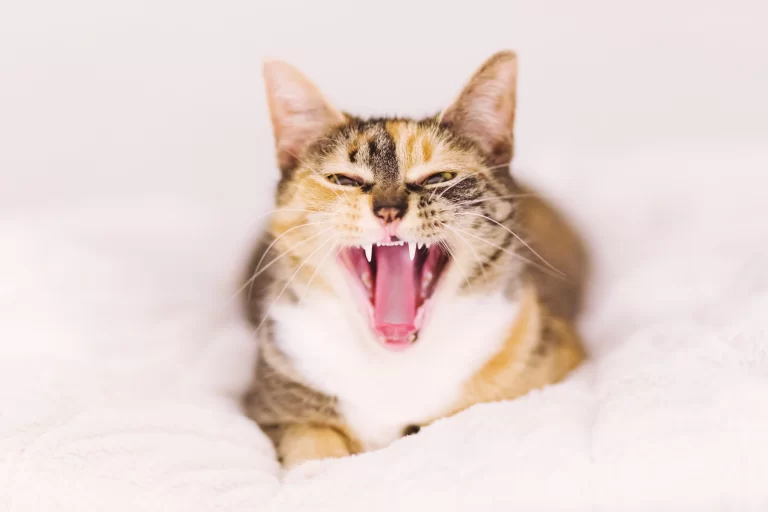 Retrato de minino haciendo sonidos de gato.