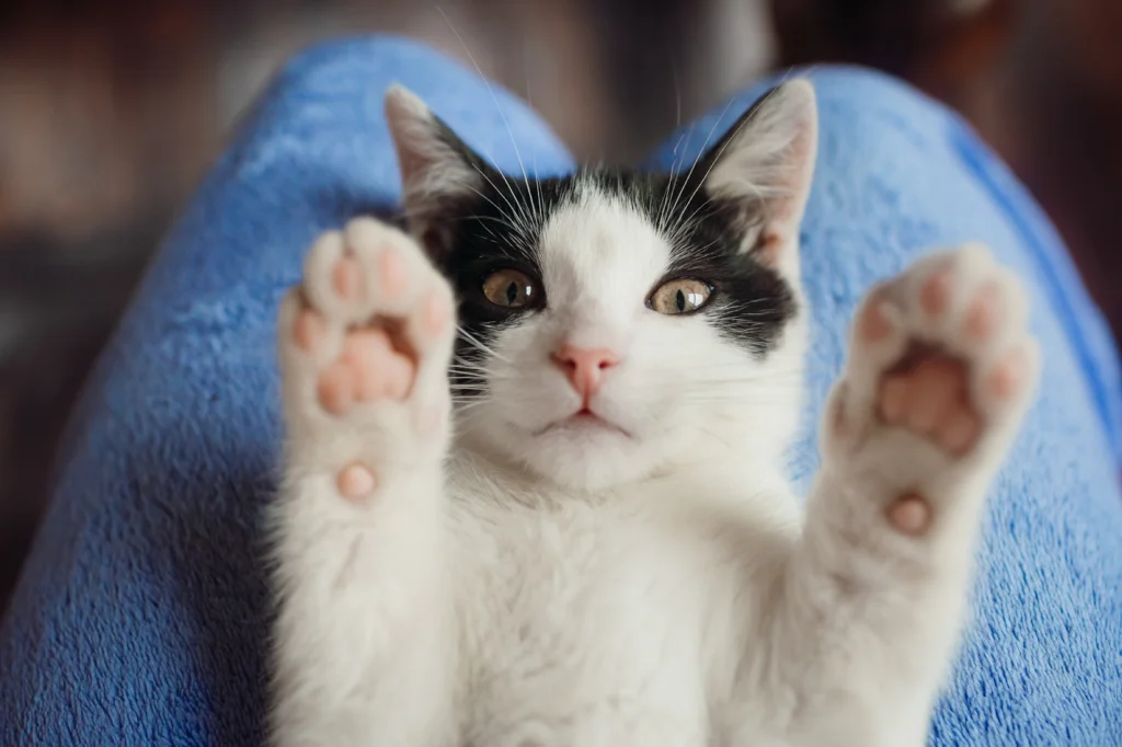 nombre para gato gatito blanco y negro jugando con su dueña