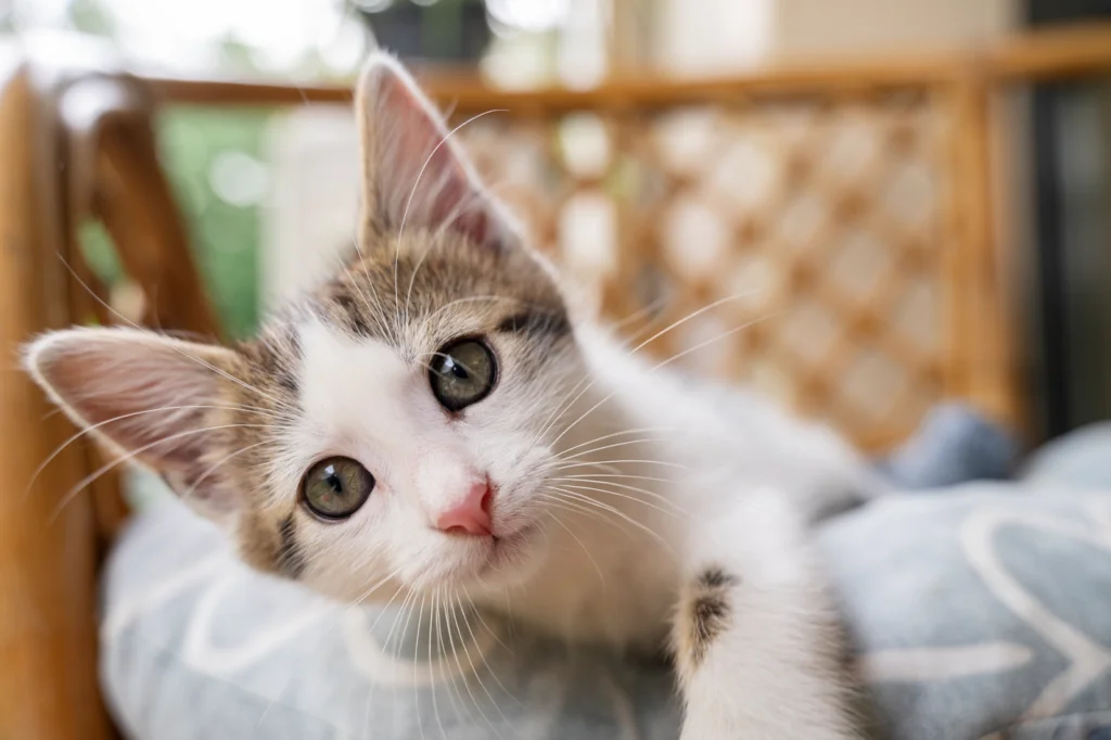 gatito pequeno mirando al frente