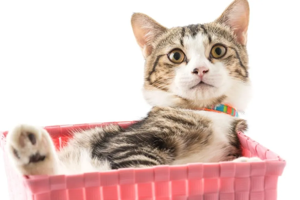 gato en una caja rosa-datos curiosos de gatos