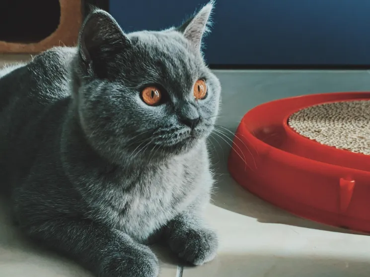 Arena para gatos biodegradable gato acostado