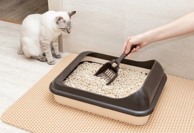 caja-arena-gatos-limpieza-manos-femeninas-pala-casa-concepto-limpieza-e-higiene- Arena para gatos control de olor_11zon