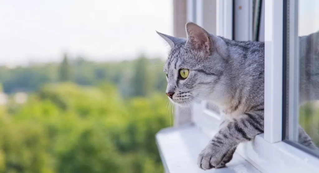 síndrome del gato paracaidista